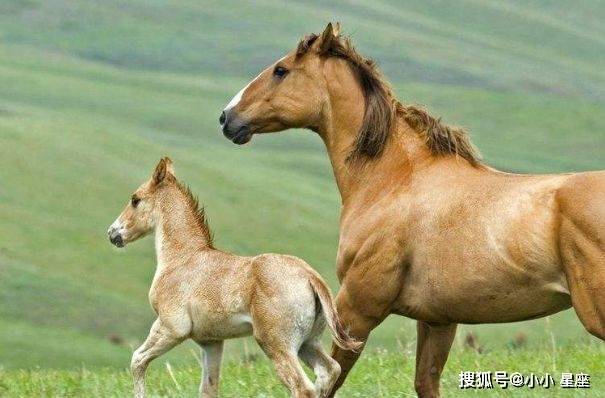 先鋒保國(guó)衛(wèi)家園謎底解析：生肖馬象征守護(hù)與拼搏